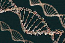 DNA中的奇怪结构可能会推动癌症的发展