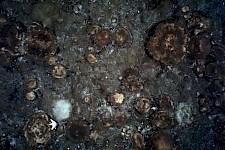 在北极深海已灭绝的水下火山峰上发现了巨大的海绵花园