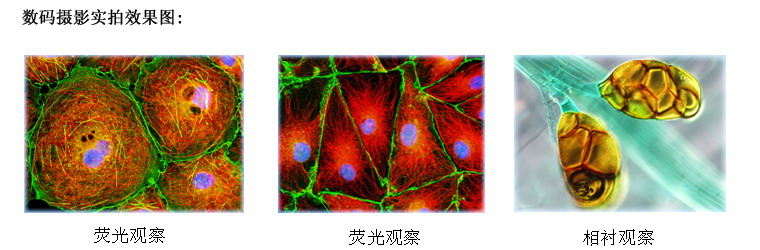 上海仪器有限公司荧光显微镜