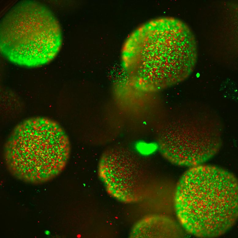 绿色球体中的发光微生物
