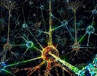 科学家们正在破解大脑认知神经密码