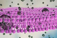 科研人员发现了细菌毒素和COVID疫苗蛋白渗透细胞壁的原因