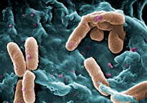 科学家发现细菌依靠化学信号进行交流