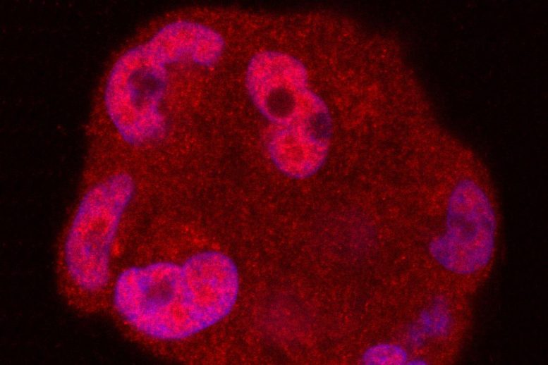 抑制前列腺肿瘤的 RNA 分子