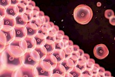 保持年轻：科学家发现可以阻止细胞衰老的新酶复合物